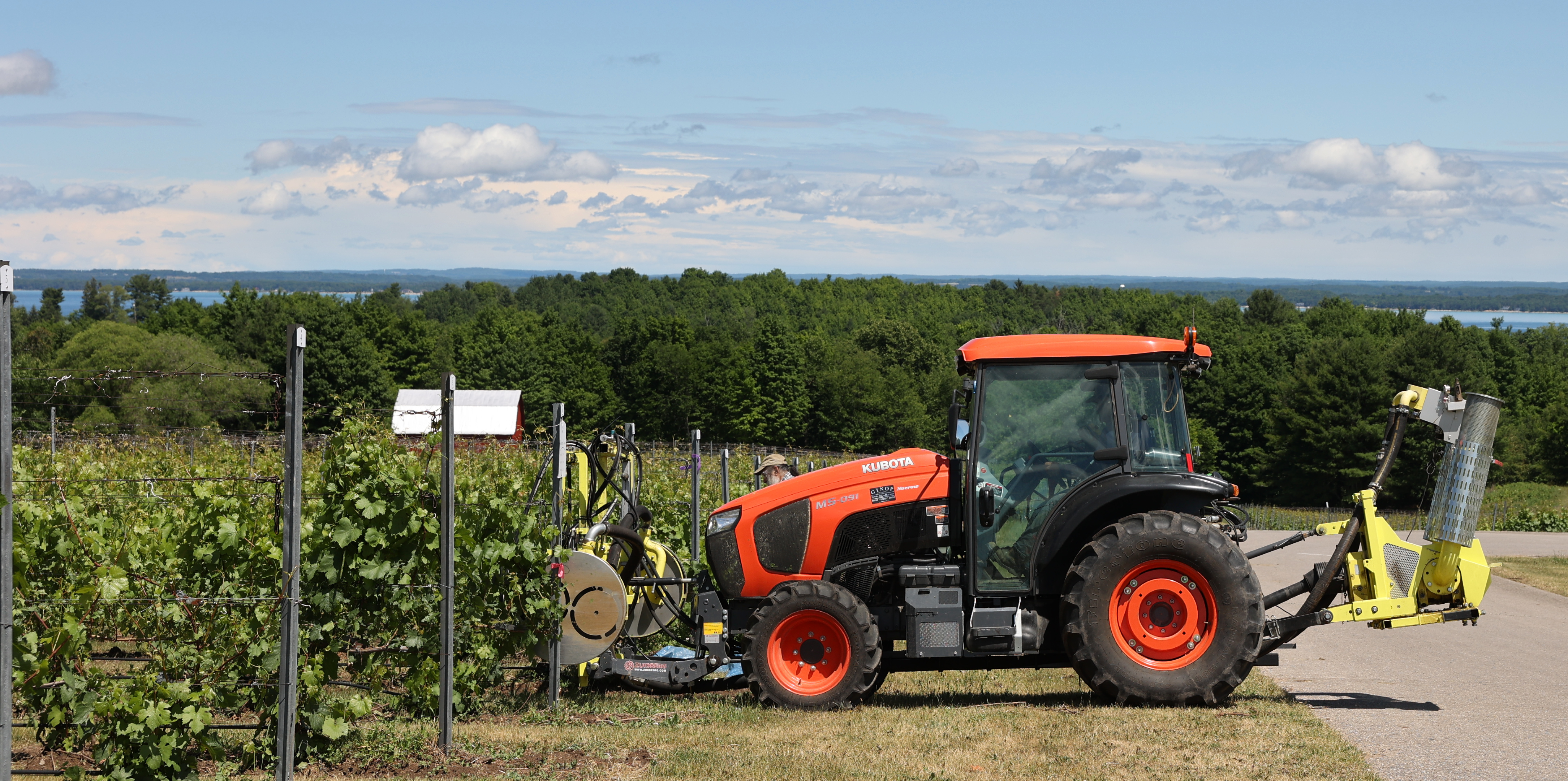 Tractor in vineyard removing leaves